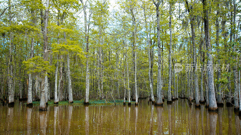 沼泽树在水中生长，路易斯安那州河口