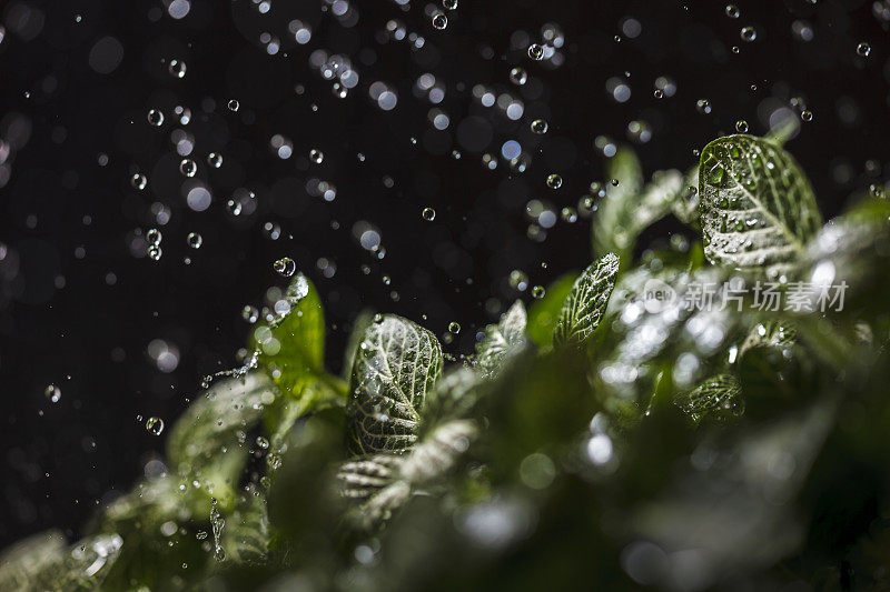 雨滴落在树叶上