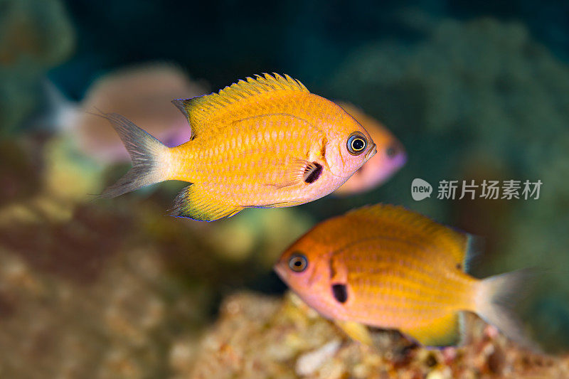 美丽的礁鱼，敏捷的Chromis敏捷的Chromis，大岛，夏威夷