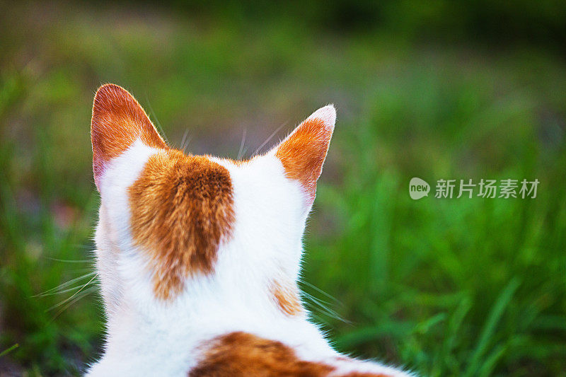 后视图的警觉的耳朵的狩猎猫寻找猎物