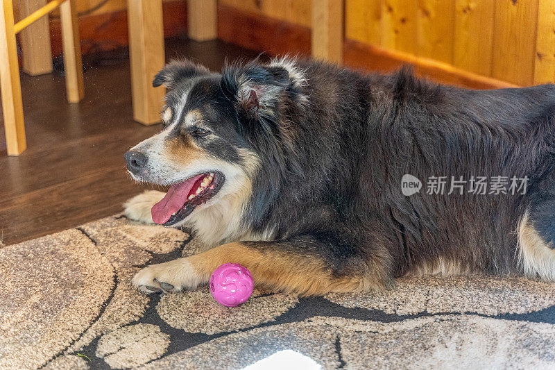 边境牧羊犬躺在垫子上