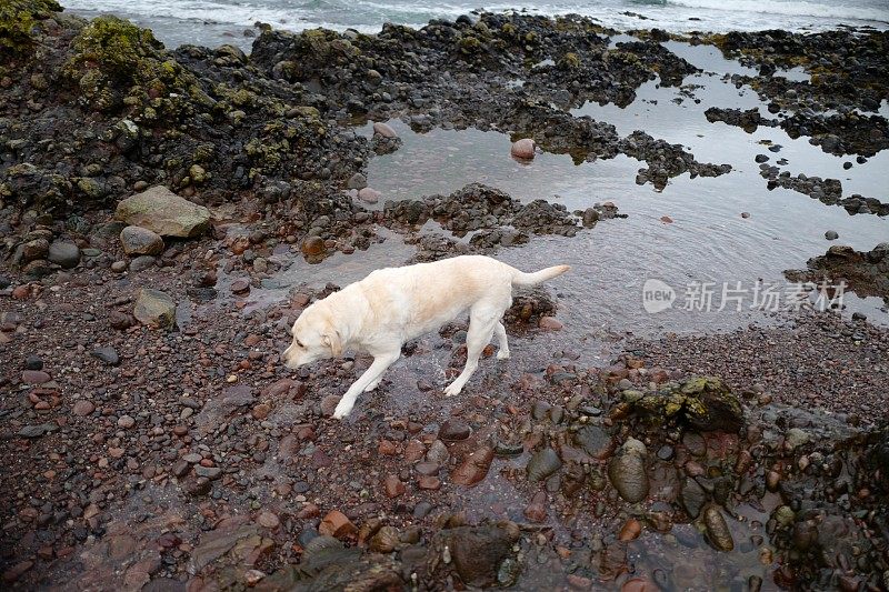 苏格兰海岸线上的拉布拉多寻回犬