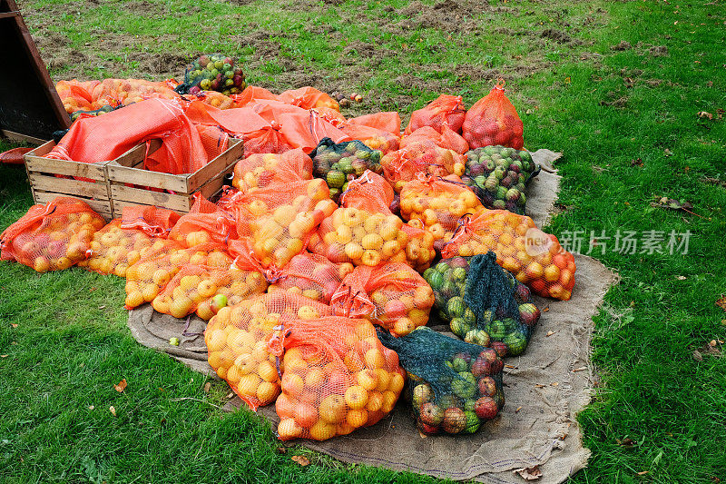 塑料网袋里的苹果