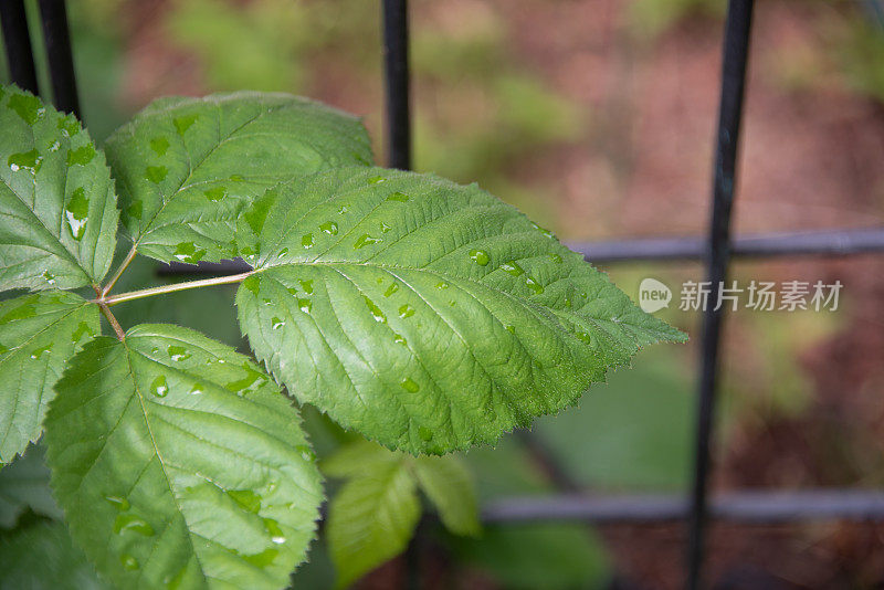 黑莓植物叶子上