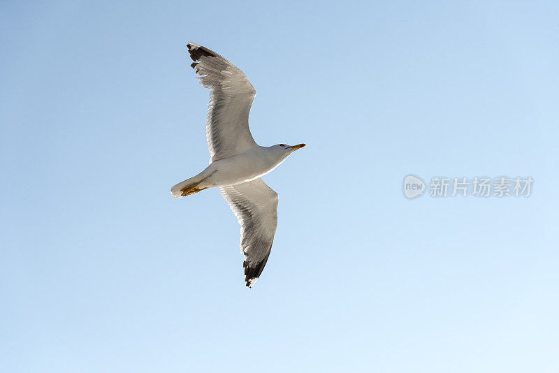 一只白色的海鸥在希腊的蓝天上飞翔