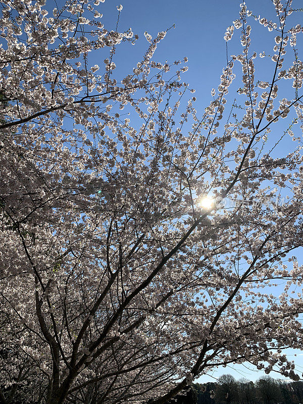 樱花树枝