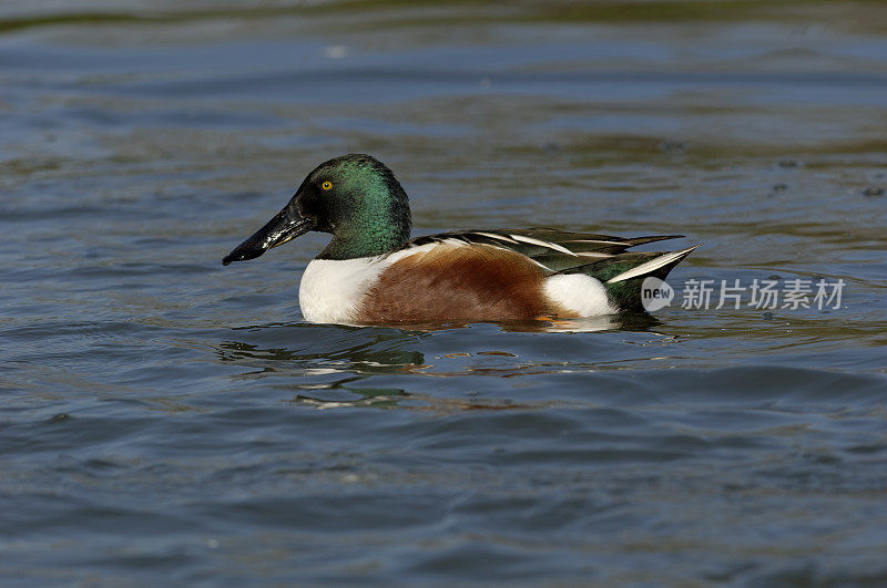 北方铲鳅(北方铲鳅属)