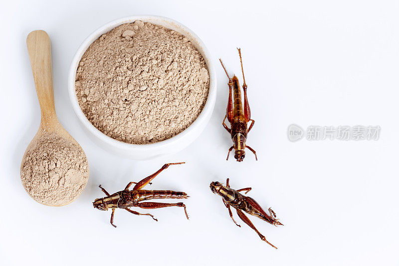 蚱蜢昆虫粉。直翅目昆虫食用面粉是由煮熟的昆虫肉在碗和勺子中的白色背景制成的良好的蛋白质来源。昆虫学的知识概念。