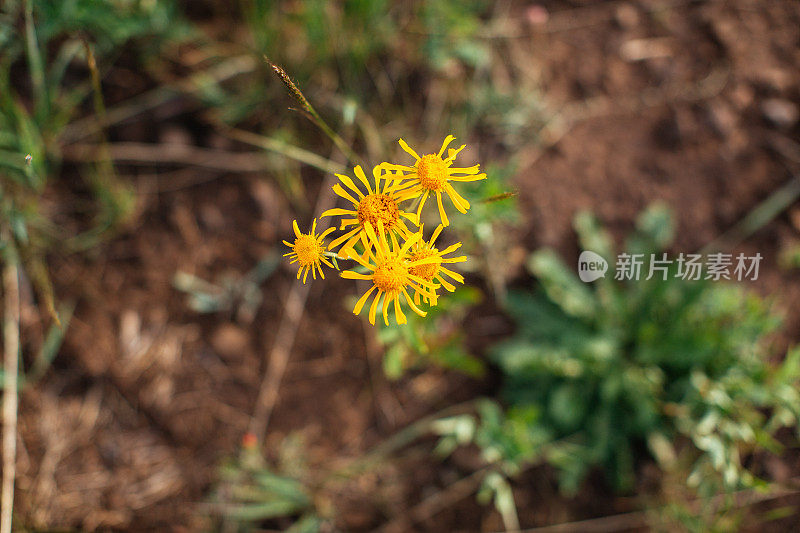 近距离拍摄的漂亮的黄色高海拔夏季野花与高大的松树在背景与拷贝空间附近的土地的尽头大Mesa在美丽的科罗拉多西部