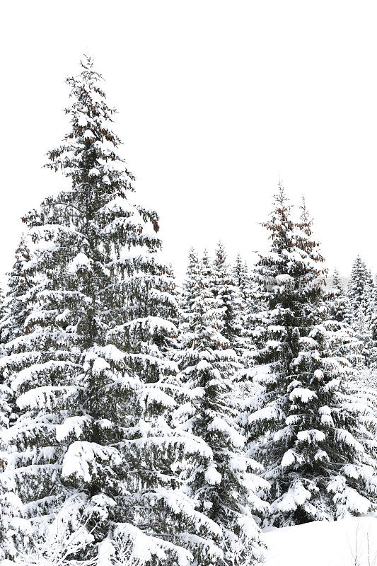 在一个阴天降雪的挪威Hafjell滑雪场，雪覆盖着滑雪场山坡上的树木