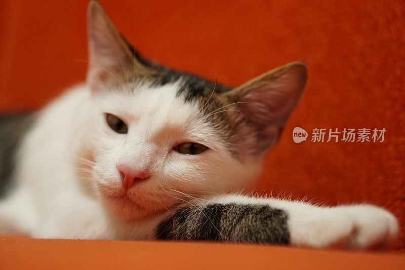 虎斑猫正在沙发上睡觉