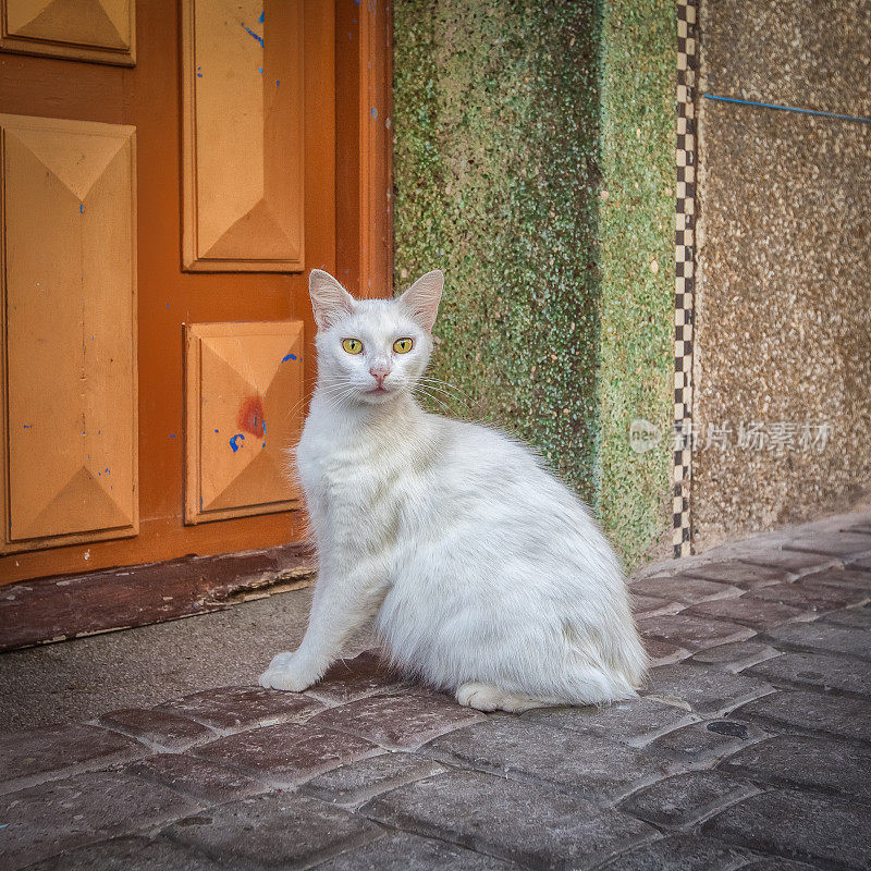 来自摩洛哥的猫。