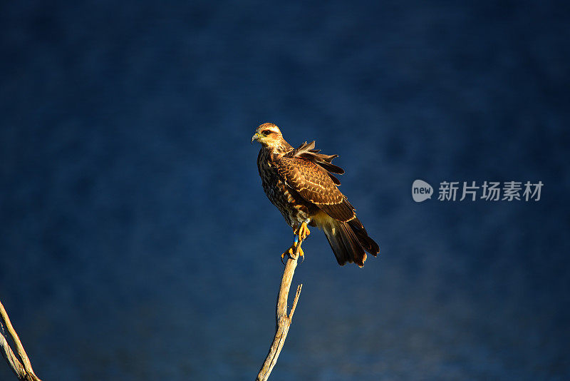 蜗牛风筝鲈鱼与湖泊的背景