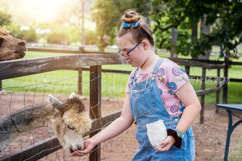 小女孩在羊驼农场喂奶