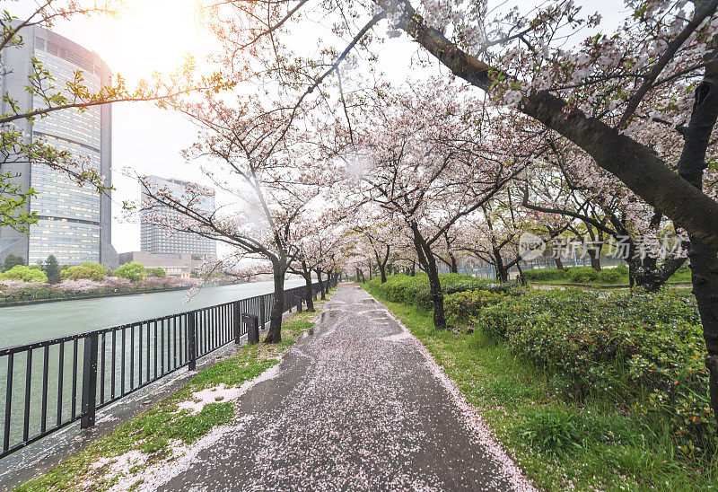 在日本东京美丽的樱花树下散步或樱花树隧道