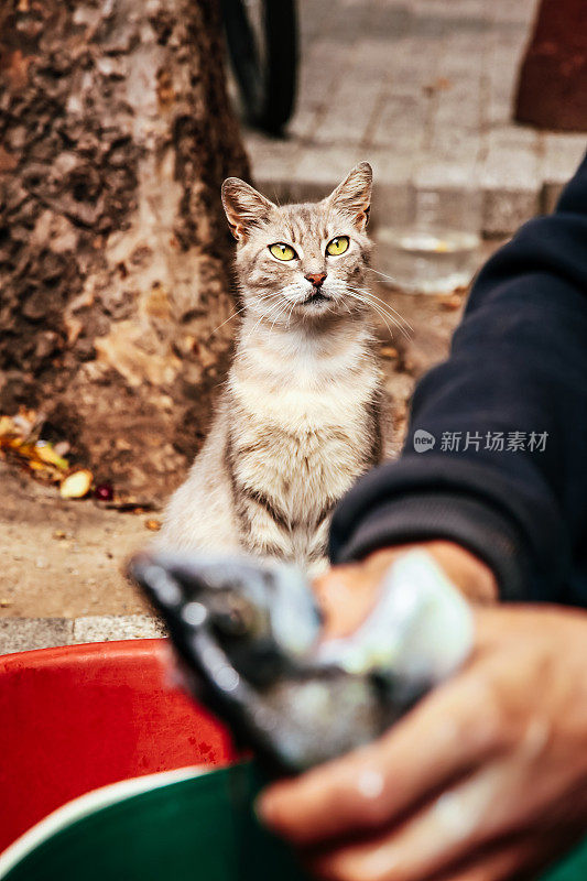 饥饿的猫要鱼