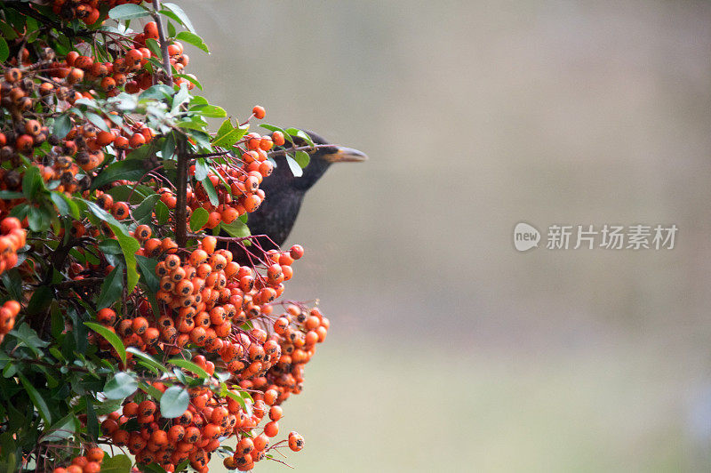 唱着歌吃着黑鸟