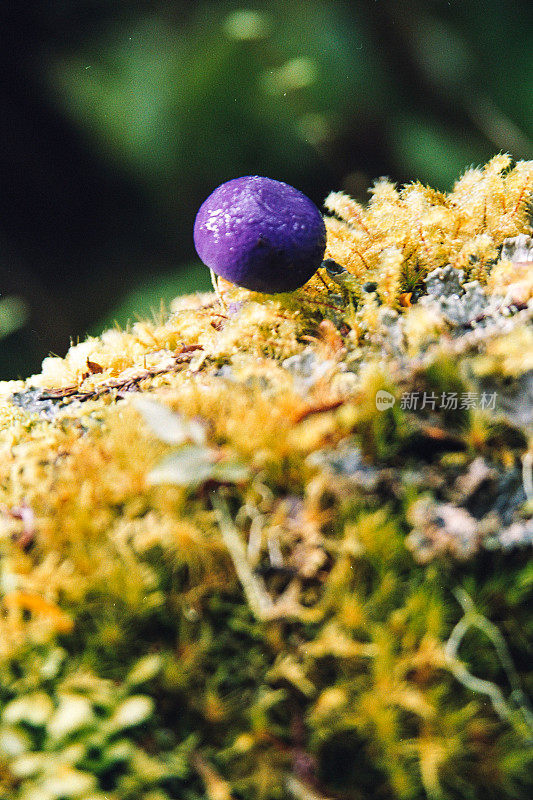 紫色蘑菇特写生长的树与苔藓和黄色的天然蕨类和藻类