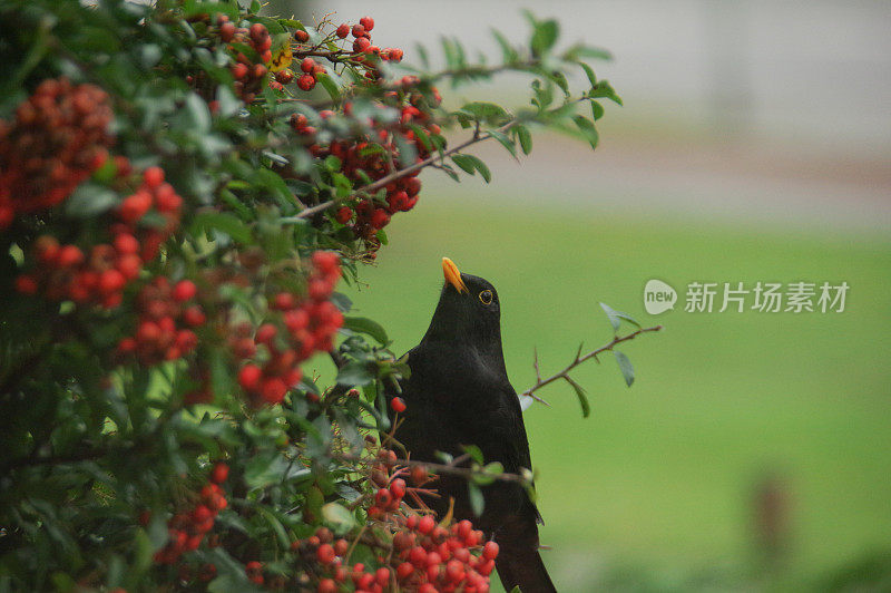 吃黑鸟