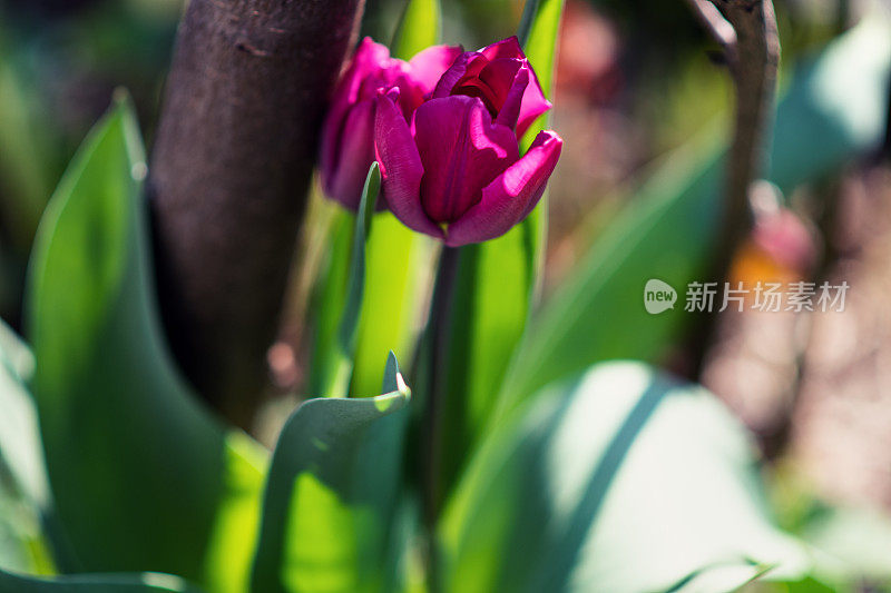 植物和花:一些紫红色的郁金香-郁金香