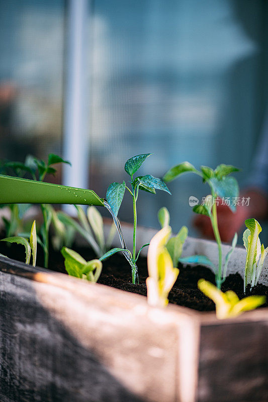 种植新种蔬菜幼苗