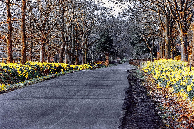 水仙花路巷春树阳光风景风景一般季节路巷乡村-拍摄的电影