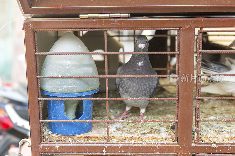 土耳其巴利克希尔夏季小镇阿瓦利克的鸽子笼