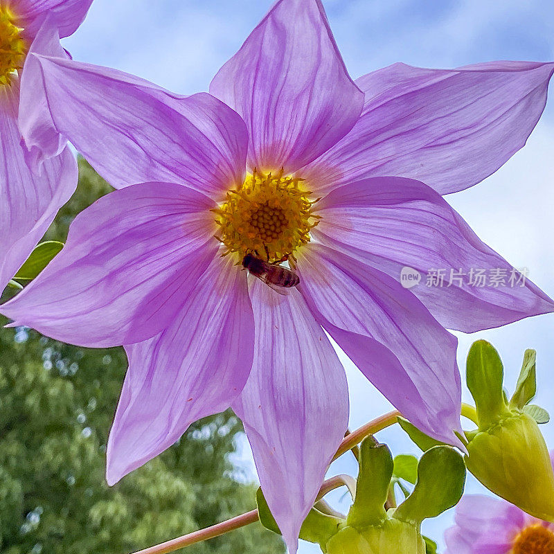 蜜蜂在美丽的粉红色花朵中忙碌