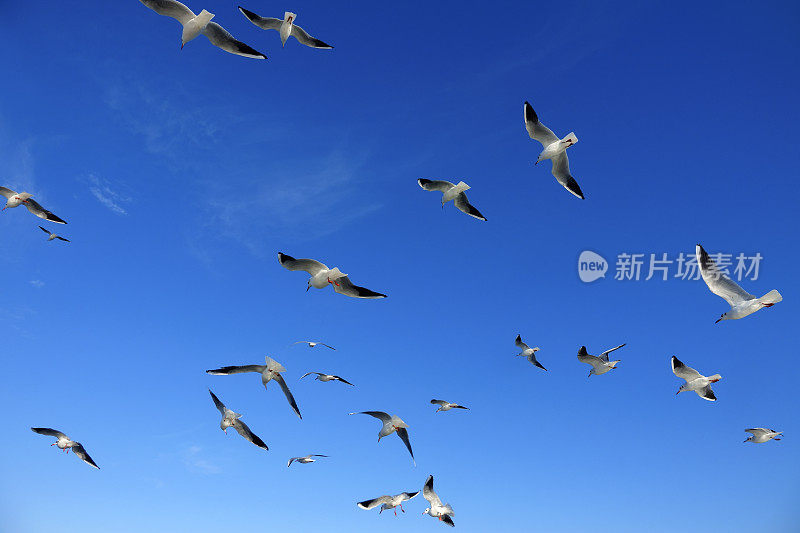 蔚蓝晴朗的天空中，一群海鸥