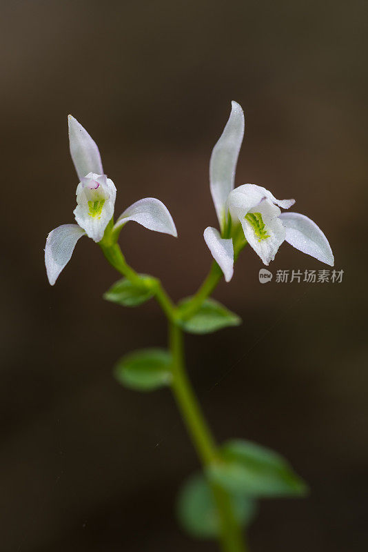 三鸟兰，三花兰，俄克拉何马州麦克窗帘县