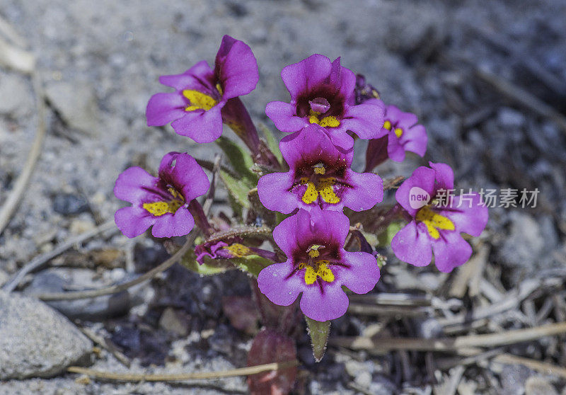 猴花是猴花的一种，俗称矮紫猴花。东莫诺盆地，莫诺县。Phymaceae。