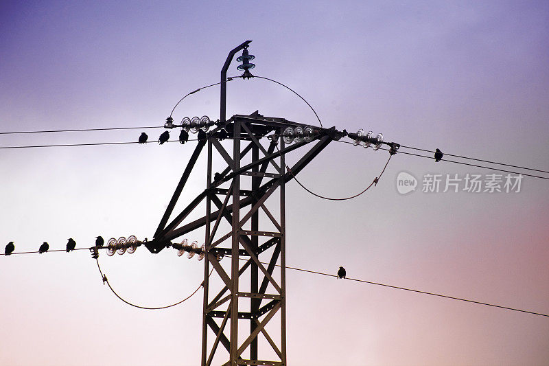 电线上的椋鸟，电塔和日落。
