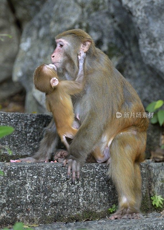 小猴子在妈妈的怀里