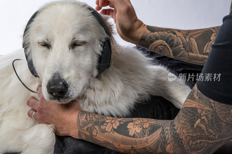 一个有纹身的强壮男人给他的美丽华狗咨询并抚摸它，这只狗正戴着耳机听音乐。