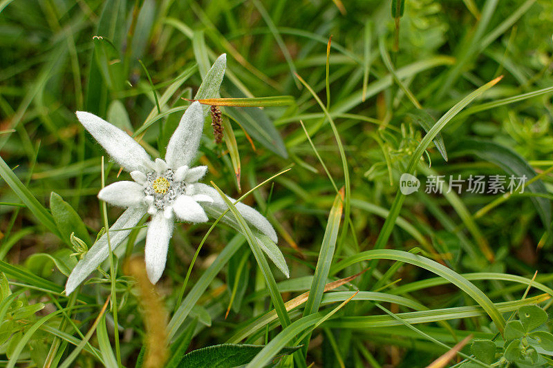 雪绒花