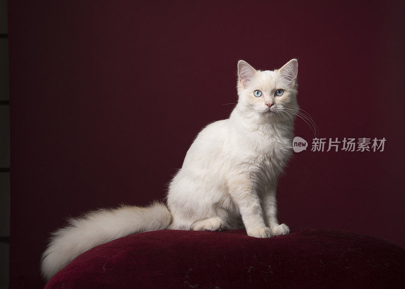 漂亮的长头发白色布娃娃猫，蓝色的眼睛坐在酒红色的垫子上，酒红色的背景，这是一个经典的样子