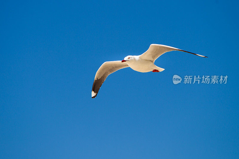 一只海鸥在湛蓝的天空中飞翔