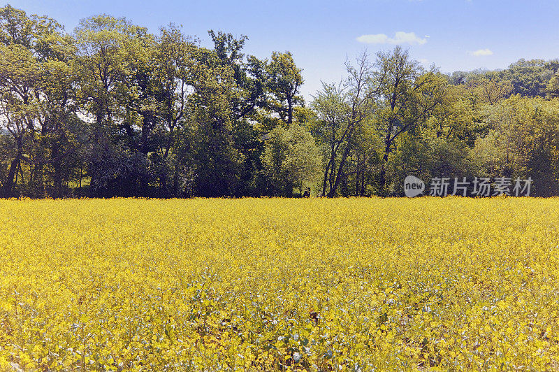 油籽油菜农业大田作物黄色英国剑桥郡