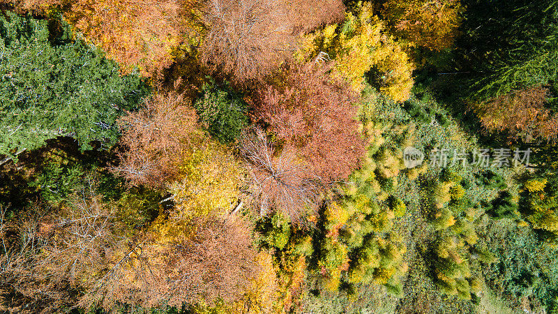 鸟瞰图的秋天森林