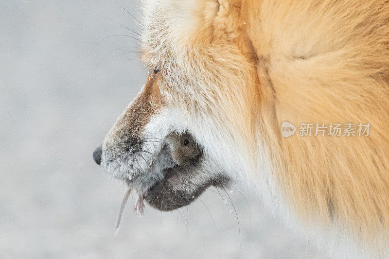 狐狸嘴里的田鼠——非常近的红狐和嘴里的田鼠走向相机，在雪下狩猎老鼠和田鼠