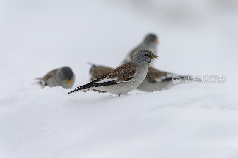 白翅雪雀