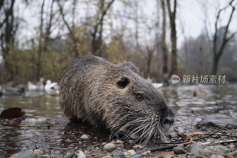 河狸鼠