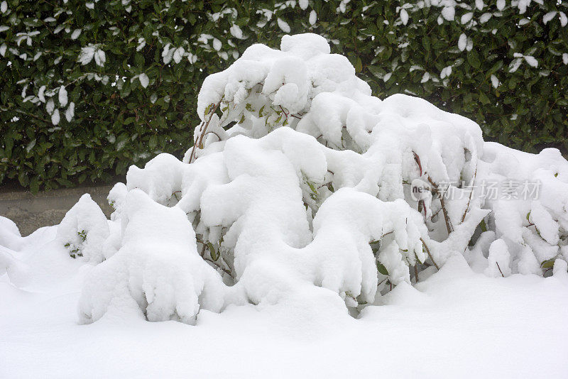 冬天红叶石楠树篱上的雪花