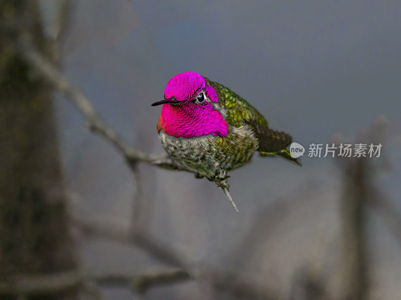 蜂鸟光泽栖息在树枝俄勒冈野生鸟在冬天