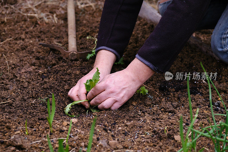 人们在农场播种生菜