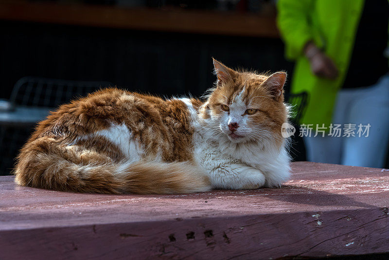 由于冠状病毒的宵禁，阿拉卡蒂的酒吧桌子上的猫和空酒吧和咖啡馆(Alaçatı)。