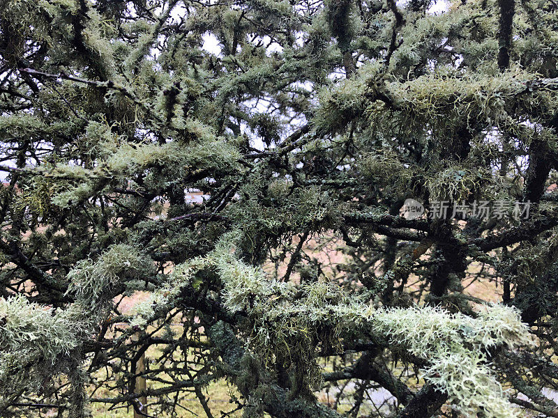 盛开的地衣沿韦勒姆河岸，英国