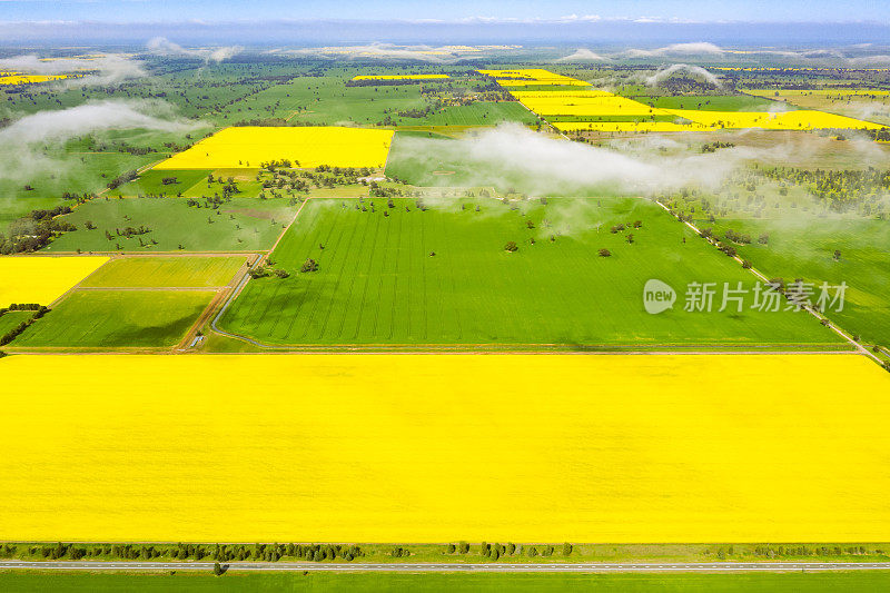 油菜籽田鸟瞰图