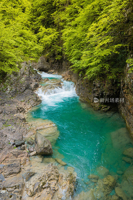 河在森林