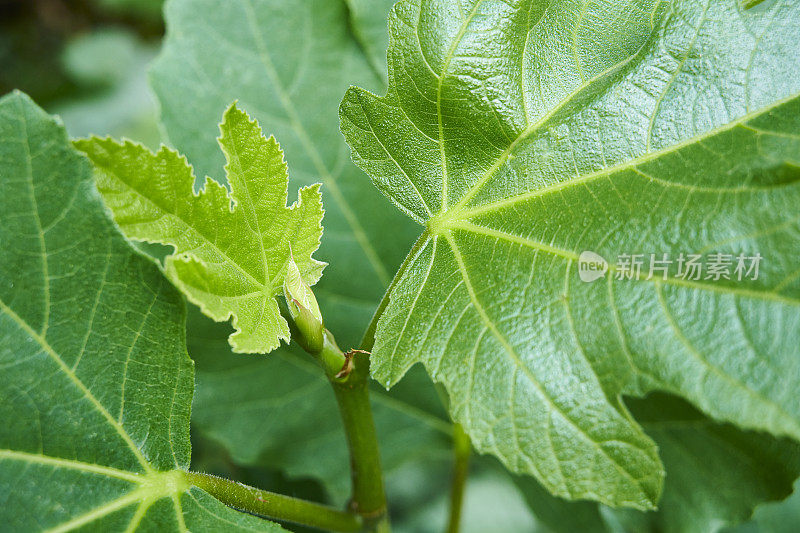 无花果植物